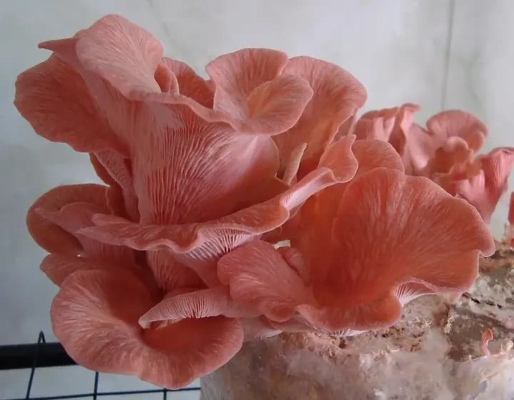 Foto real: Pleurotus djamor