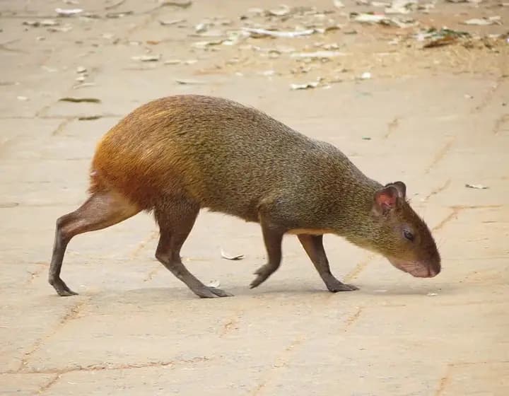 Foto real: Dasyprocta azarae