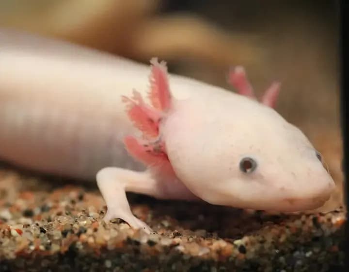 Foto real: Ambystoma mexicanum