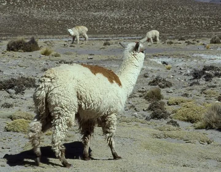 Foto real: Vicugna pacos