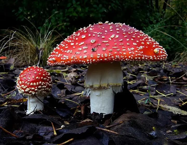 Foto real: Amanita muscaria