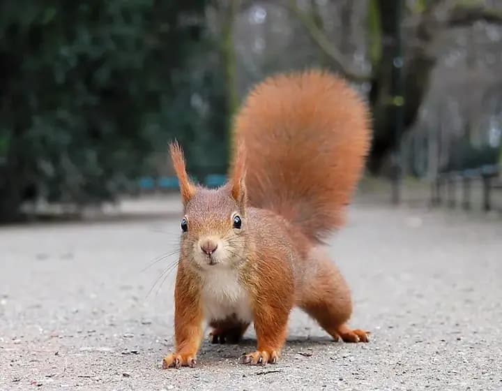 Foto real: Sciurus vulgaris