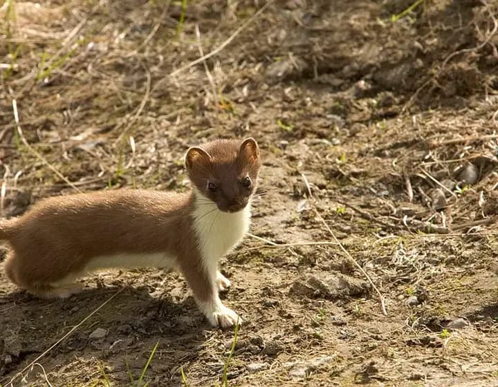 Foto real: Mustela erminea