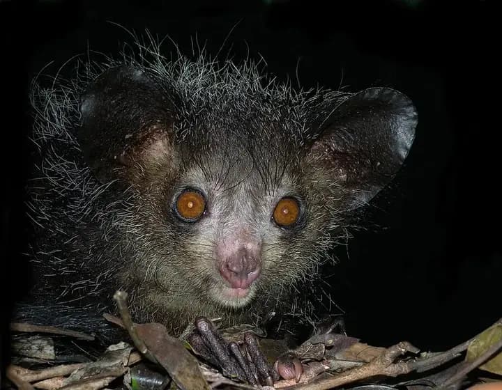 Foto real: Daubentonia madagascariensis