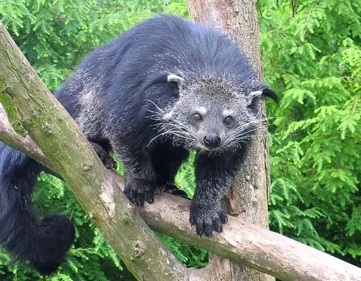 Foto real: Arctictis binturong