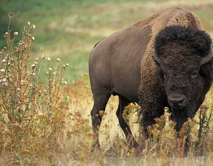 Foto real: Bison bison
