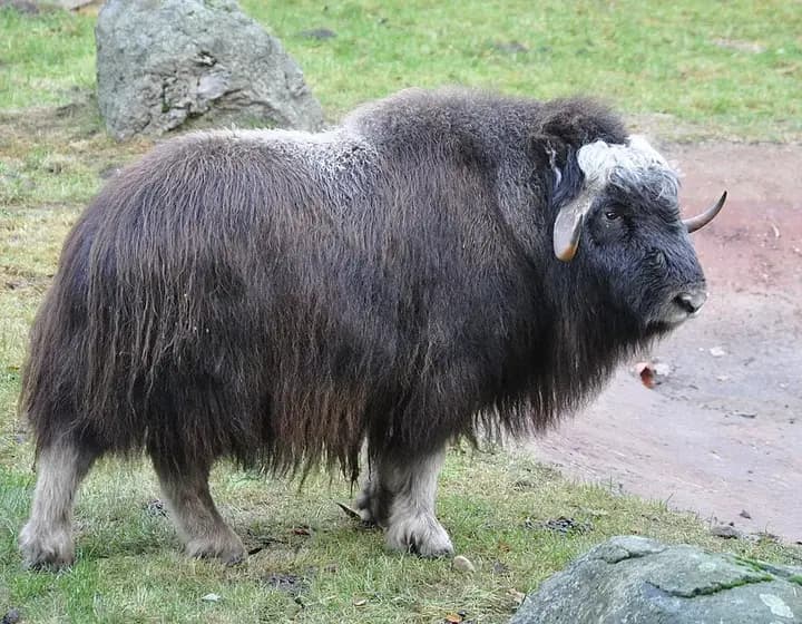 Foto real: Ovibos moschatus