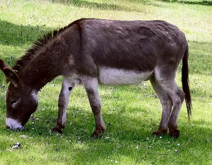 Foto real: Equus africanus asinus