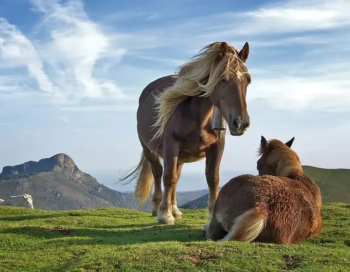 Foto real: Equus ferus caballus