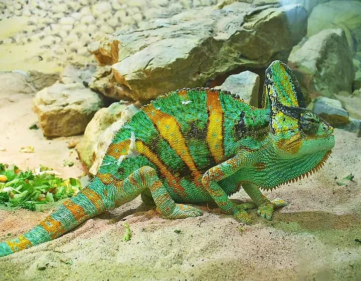 Foto real: Chamaeleo calyptratus