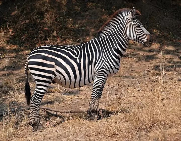 Foto real: Equus quagga boehmi