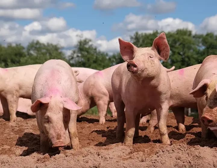 Foto real: Sus scrofa domestica