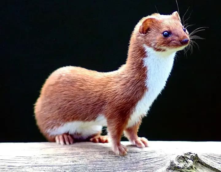 Foto real: Mustela nivalis