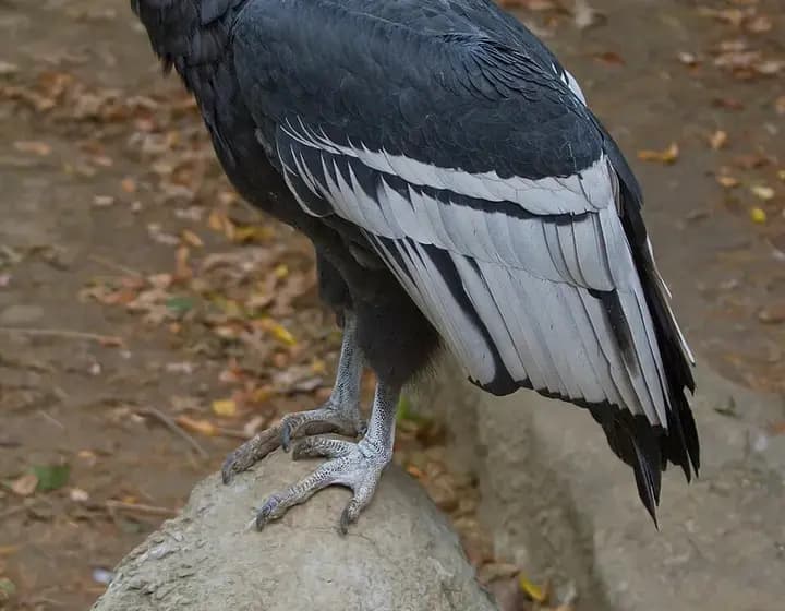 Foto real: Vultur gryphus