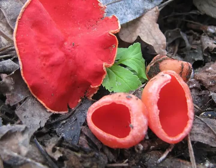 Foto real: Sarcoscypha coccinea