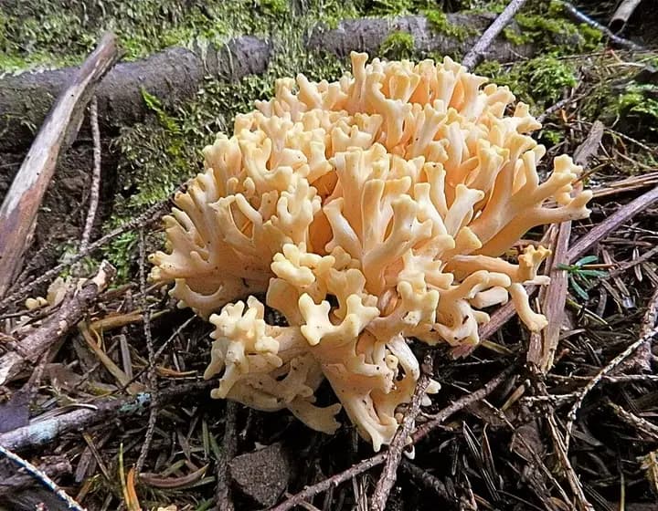 Foto real: Ramaria botrytis
