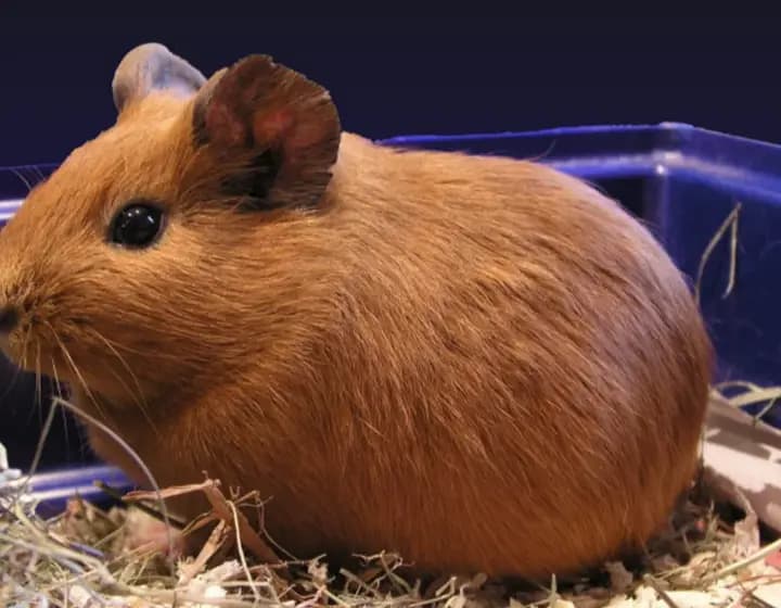 Foto real: Cavia porcellus