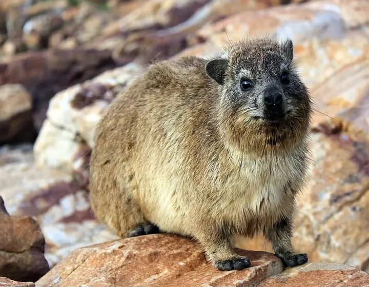 Foto real: Procaviidae