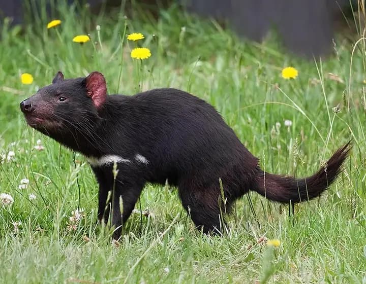 Foto real: Sarcophilus harrisii