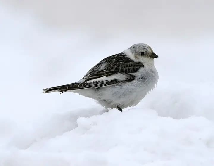 Foto real: Plectrophenax nivalis