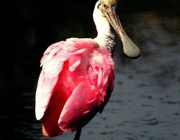 Foto real: Platalea ajaja