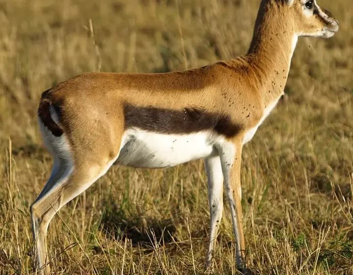Foto real: Eudorcas thomsonii