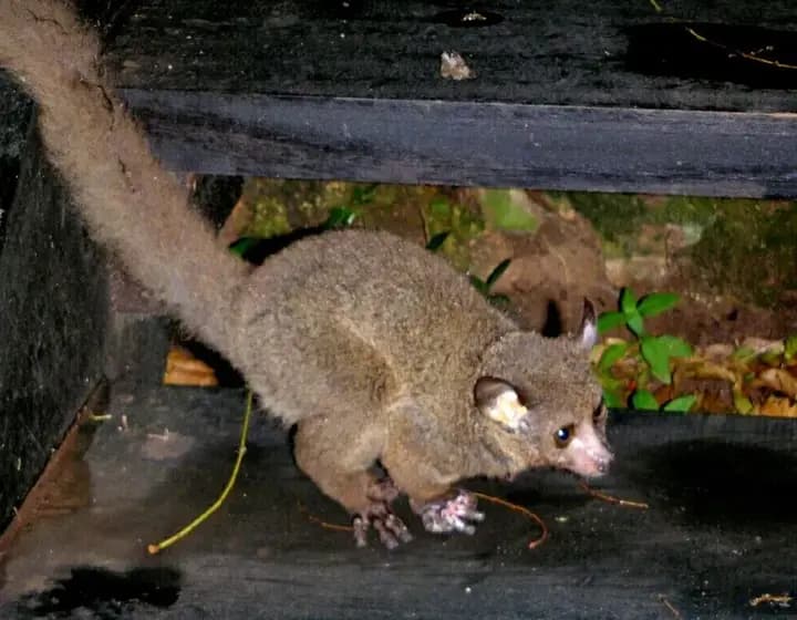 Foto real: Galagidae
