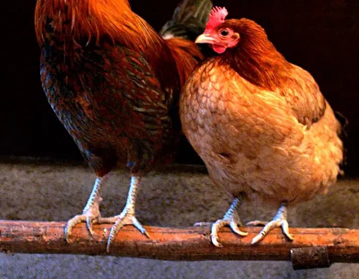 Foto real: Gallus gallus domesticus