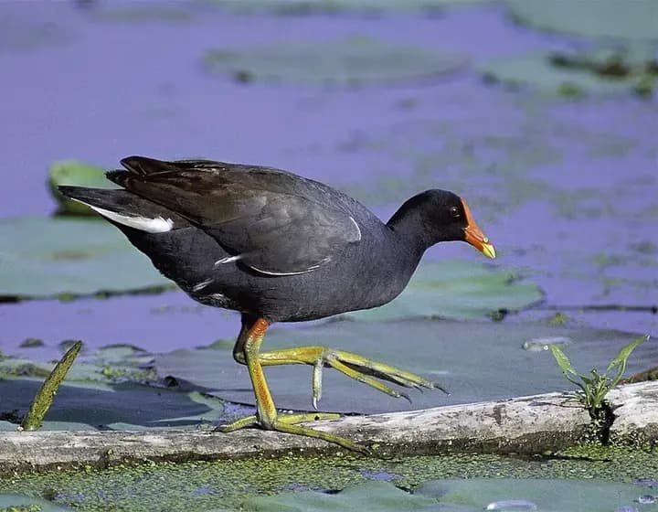 Foto real: Gallinula chloropus