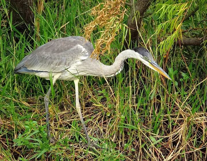 Foto real: Ardea cocoi
