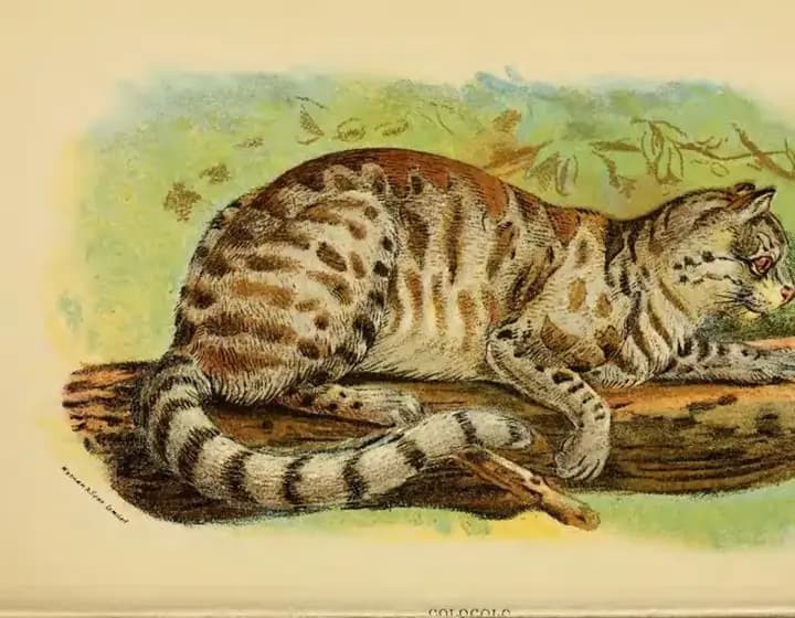 Foto real: Leopardus colocolo