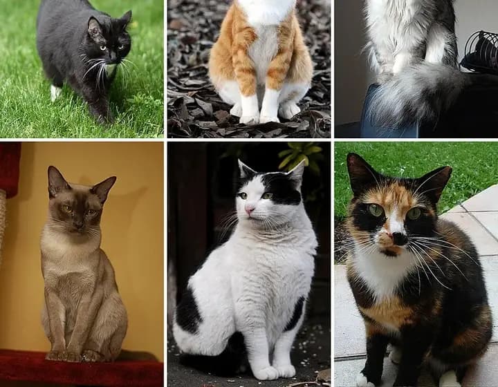 Foto real: Felis catus