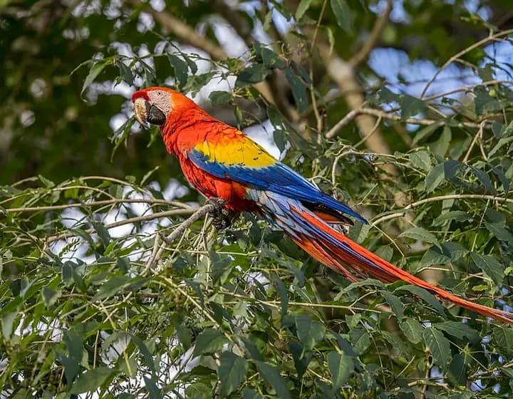 Foto real: Scarlet macaw