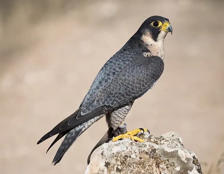 Foto real: Falco peregrinus