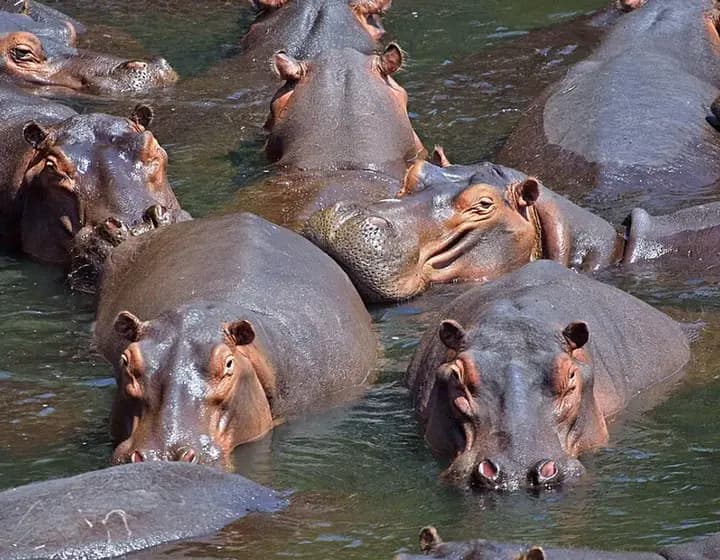 Foto real: Hippopotamidae