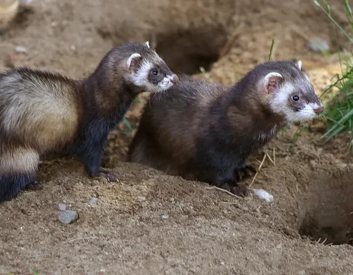 Foto real: Mustela putorius