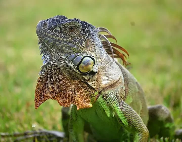 Foto real: Iguana iguana