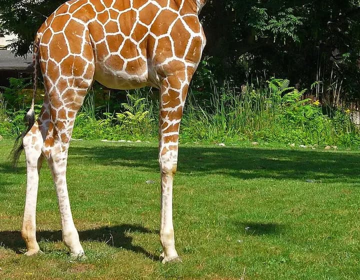 Foto real: Giraffa reticulata