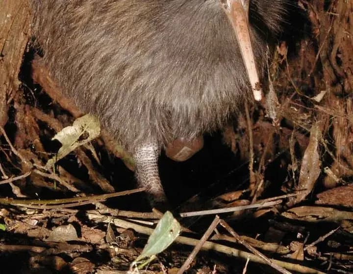 Foto real: Apteryx