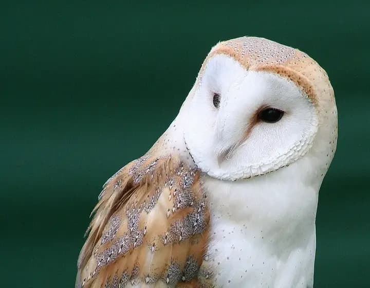 Foto real: Tyto alba