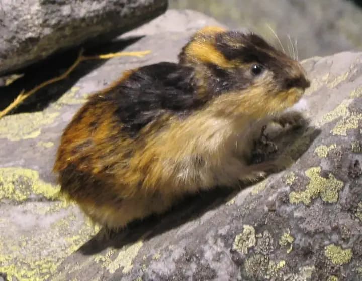Foto real: Lemmus lemmus