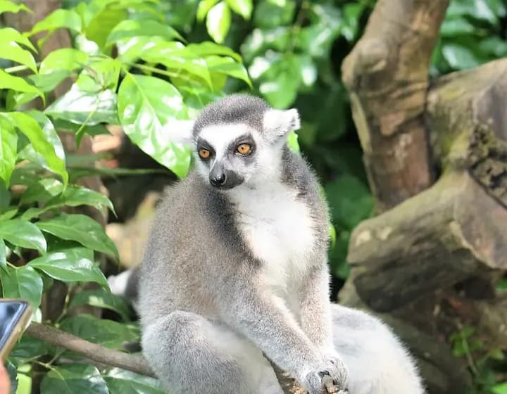 Foto real: Lemur catta