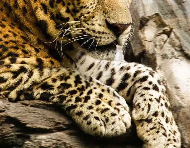 Foto real: Panthera pardus