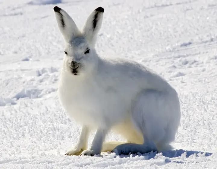 Foto real: Lepus arcticus