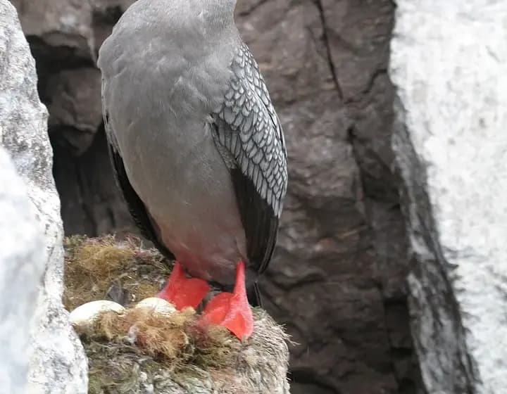 Foto real: Poikilocarbo gaimardi