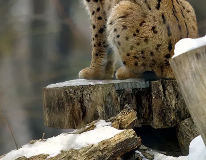 Foto real: Lynx lynx