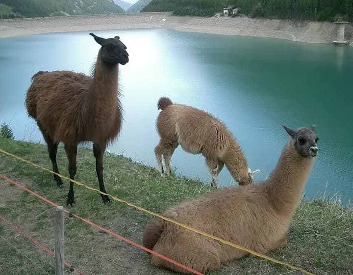 Foto real: Lama glama