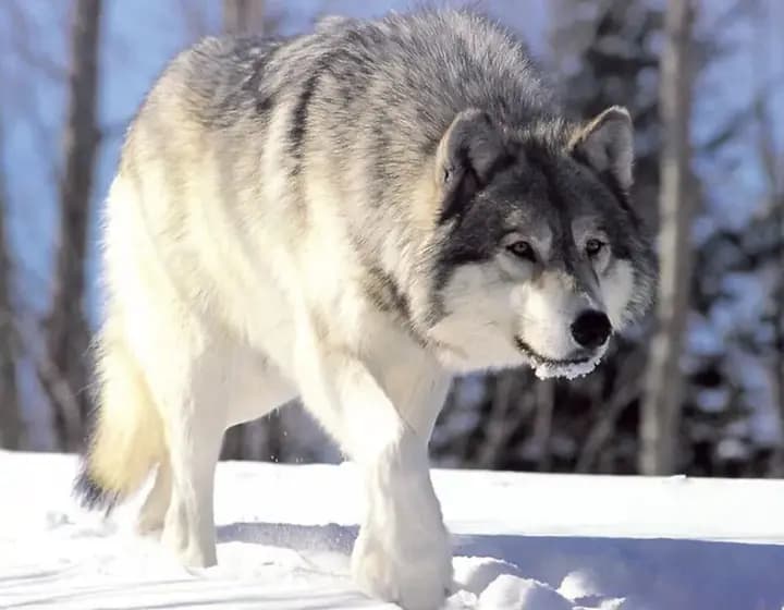 Foto real: Canis lupus
