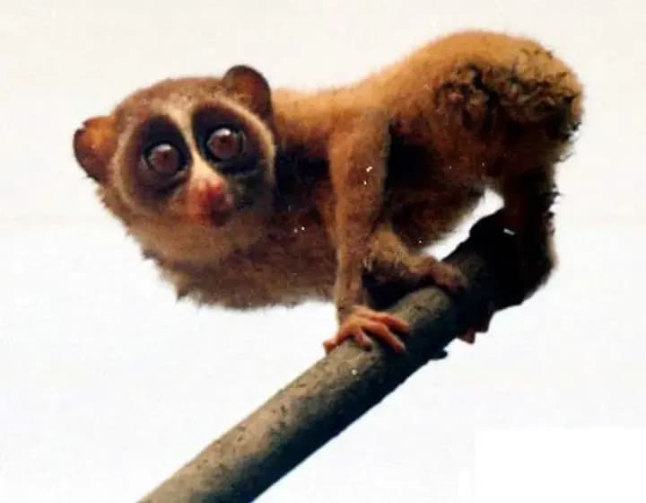 Foto real: Loris tardigradus