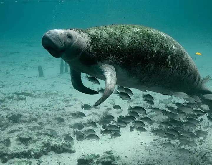Foto real: Trichechus manatus